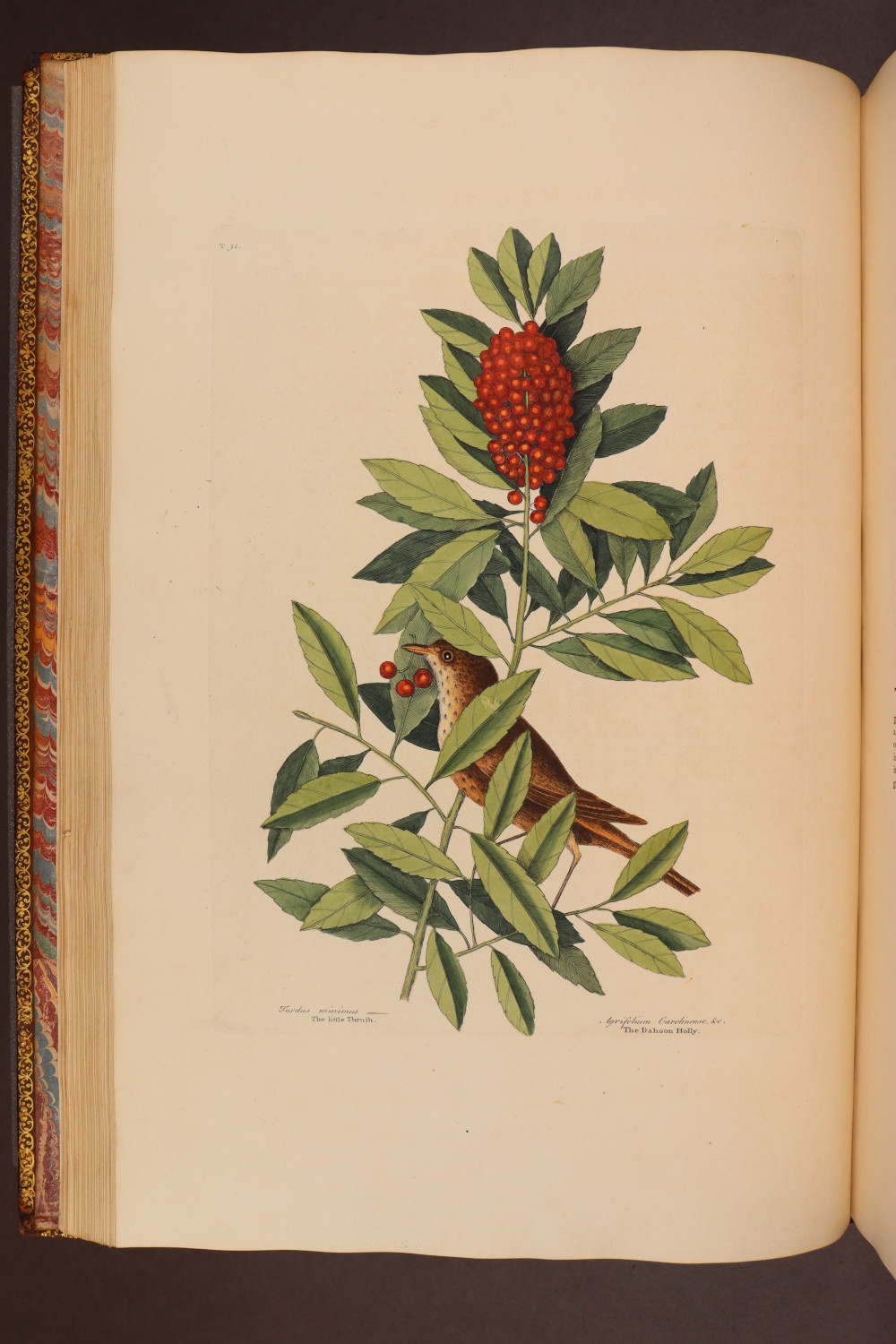 Plate 31